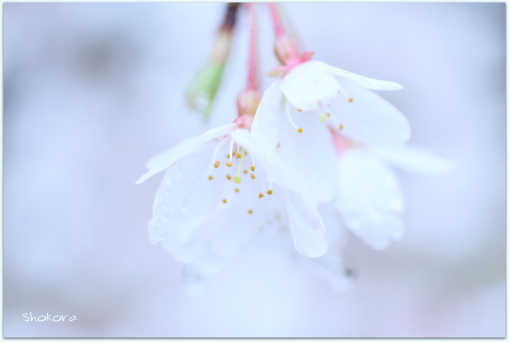 栄福寺の枝垂れ桜Ⅱ