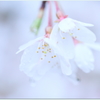 栄福寺の枝垂れ桜Ⅱ
