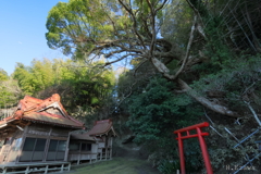 神社と大楠