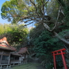 神社と大楠