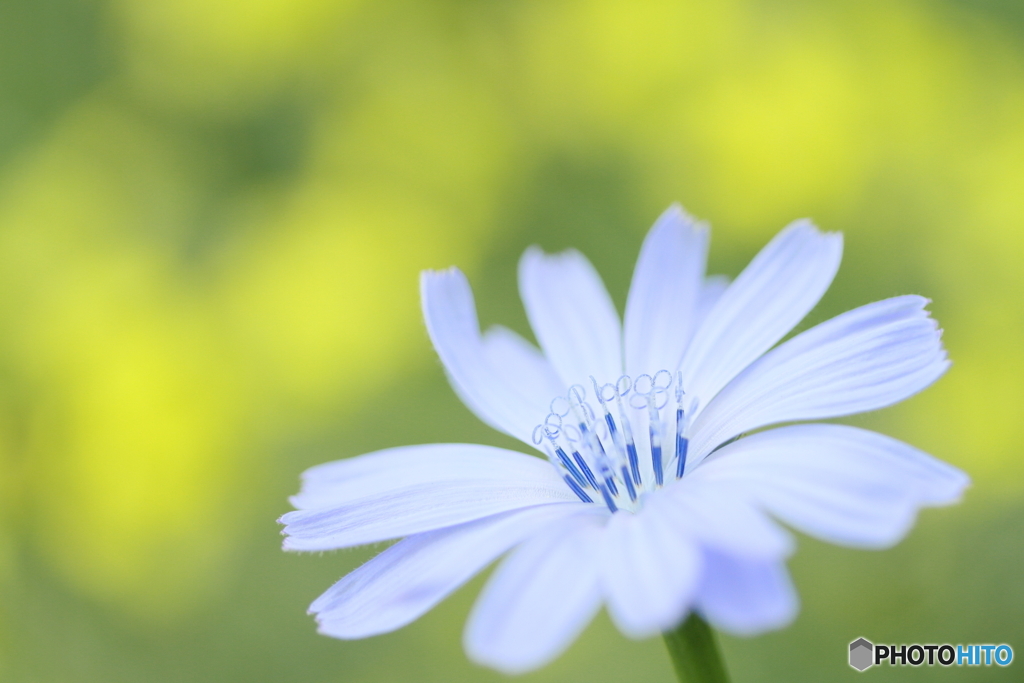 Chicory