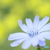 Chicory
