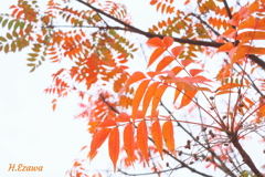 ハゼノキの紅葉