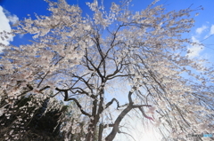 姫桜の空