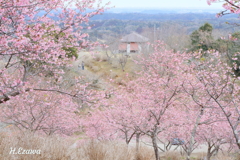 山の上の桜園