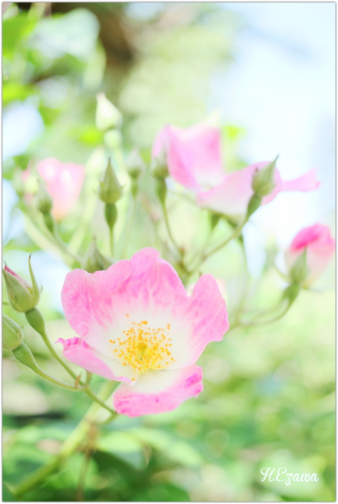 At the rose garden2