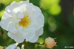 Pure white rose