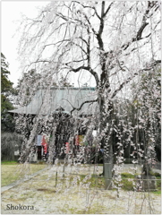 栄福寺の枝垂れ桜（スマホ撮影）