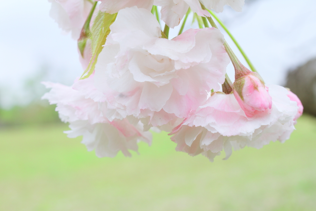 牧場の八重桜