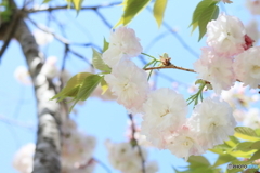 青空と八重桜