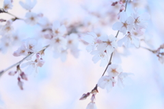 栄福寺の枝垂れ桜again6