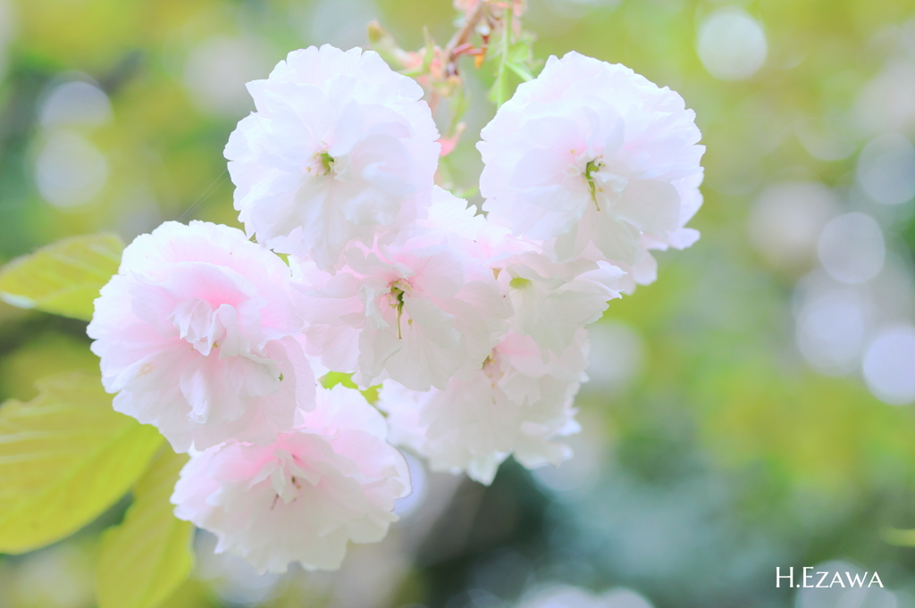 ふわっと八重桜