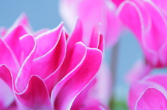 Pink wave