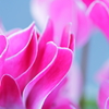 Pink wave