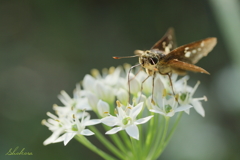 ニラの花で夕食