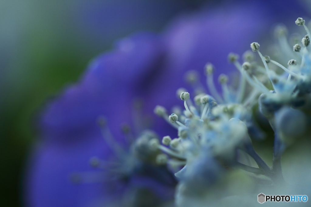Fairies of June