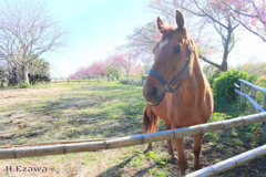 八重桜咲く牧場