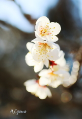 梅花