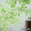 Healing green 3