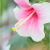 Pink ice