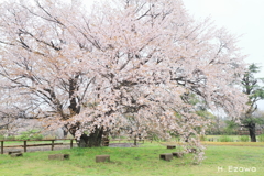 牧場の山桜2