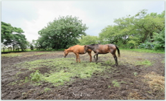 2頭の馬