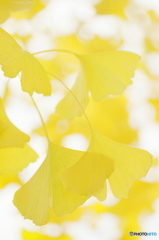 Light yellow leaf