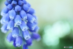 Muscari3