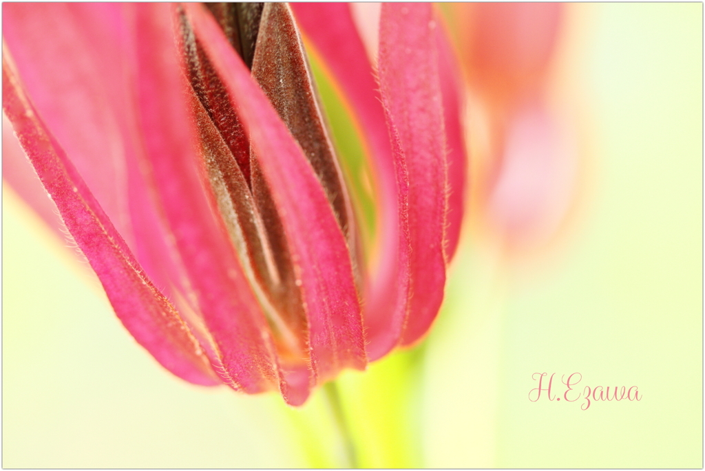 パボニア・グレットヒリーⅡ