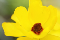 ラナンキュラス