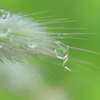 雨上がりの穂