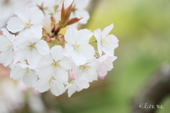 純白の桜2