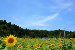 青空とひまわり