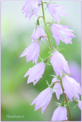 Campanula rapunculoides