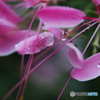 In the rain