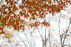 Autumn leaves