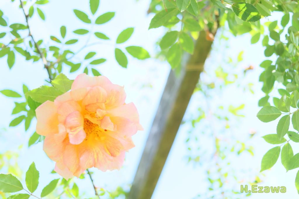 草笛の丘の薔薇8