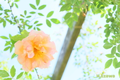 草笛の丘の薔薇8