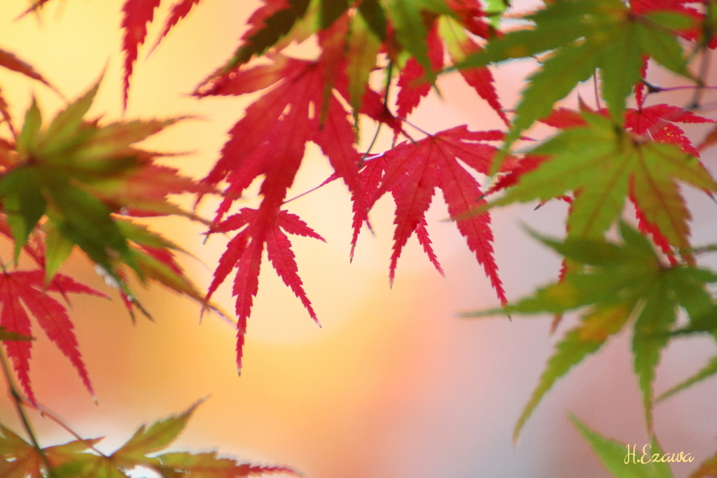 十枝の森の紅葉Ⅲ