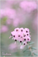 Heather2