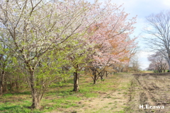 牧場の桜