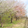 牧場の桜