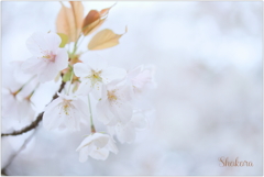 山桜