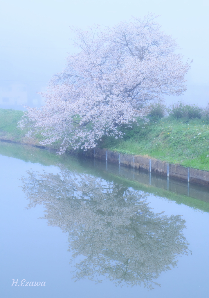 霧の桜