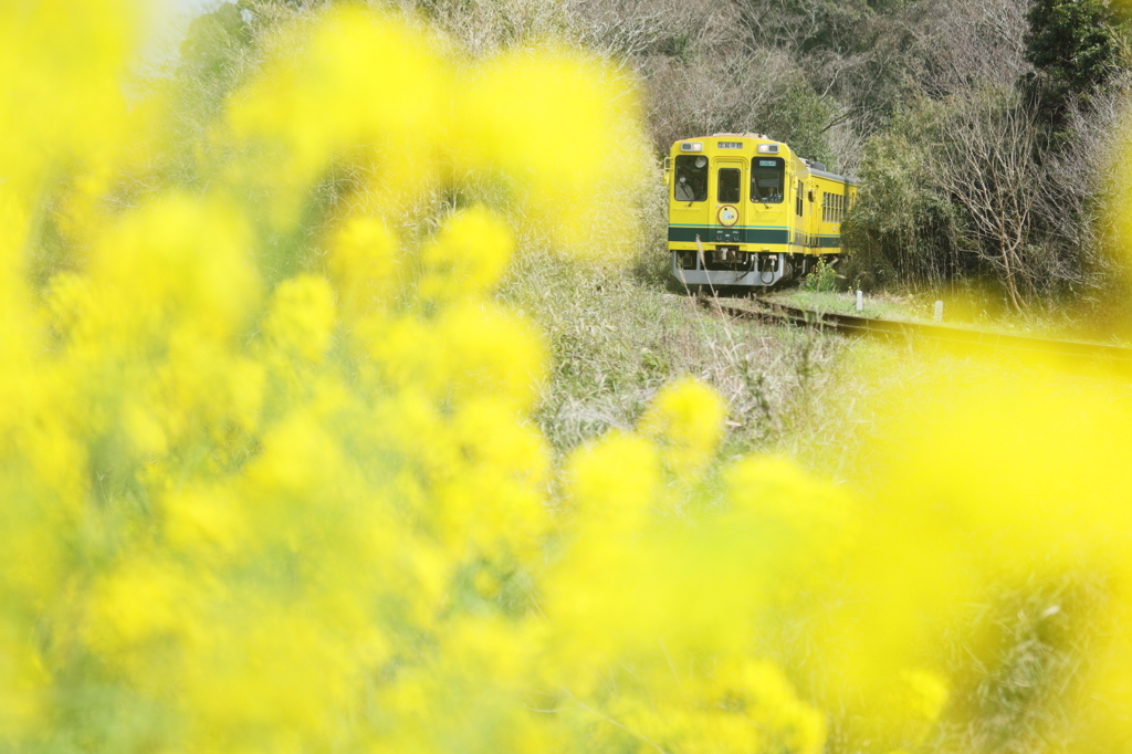 Yellow and yellow