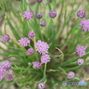 チャイブの花