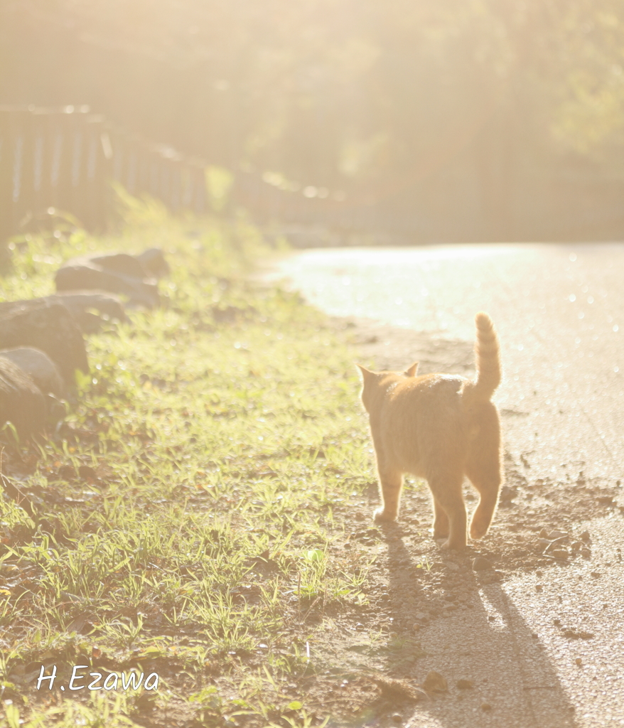 公園のねこⅣ