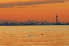 桟橋から見たスカイツリー