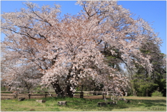 牧場の山桜