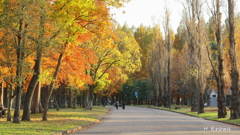 Late autumn park